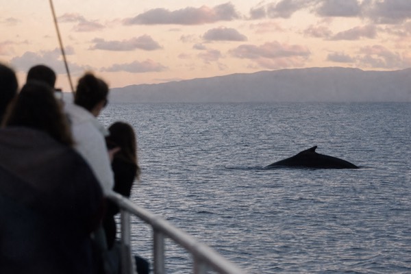Sunset Dinner Cruise & Whale Watch