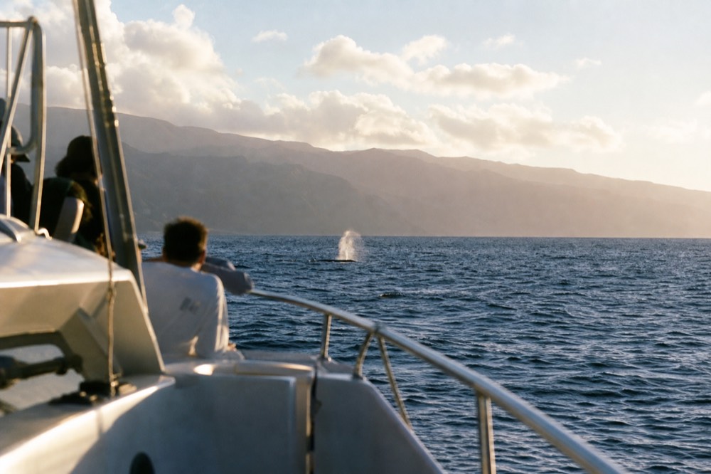A white spout catching low afternoon sun on flat channel water, seen from the deck rail of a sailing catamaran