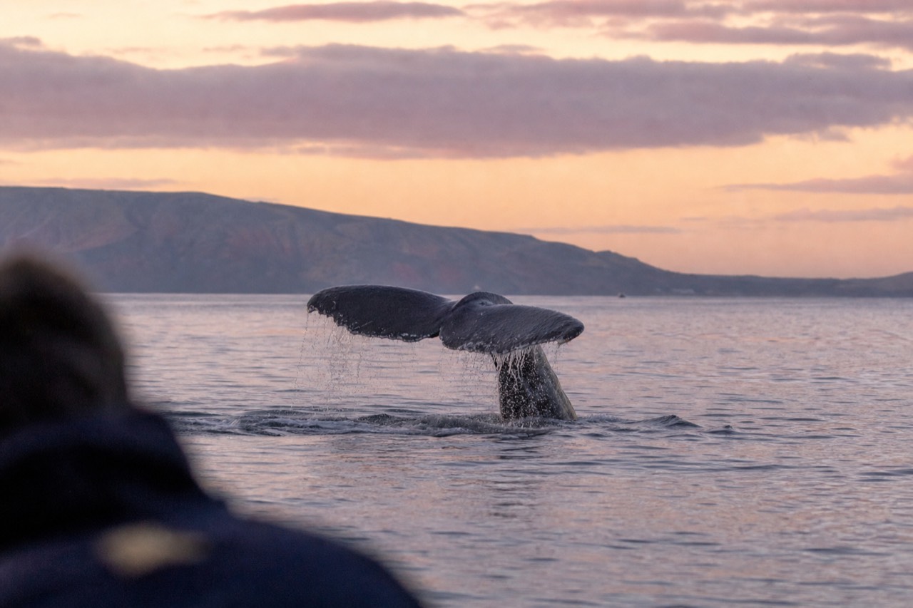 A humpback whale's tail lifting clear of calm channel water at golden hour, a distant island ridge low on the horizon behind it