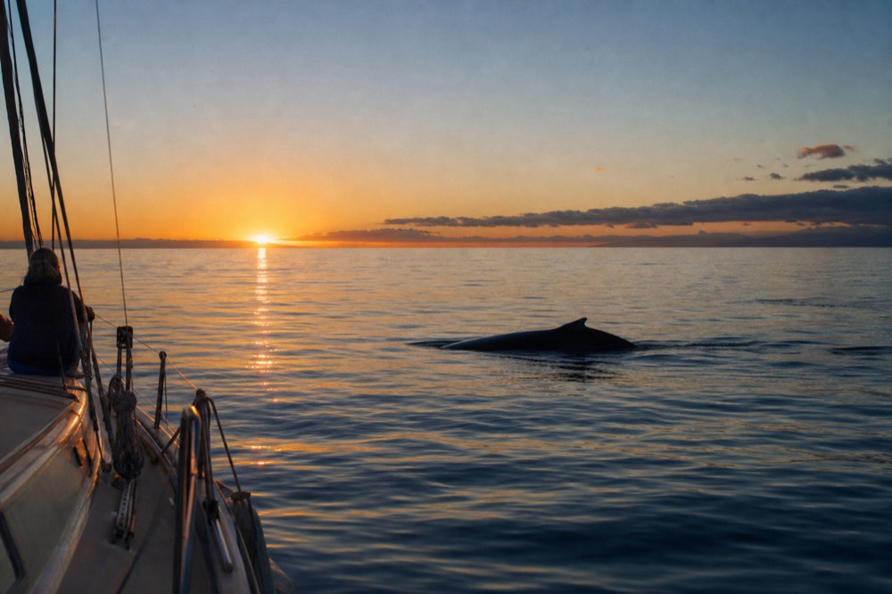 A humpback whale's back and dorsal fin breaking calm water at a respectful distance from a sailing boat, low sun flaring off the surface