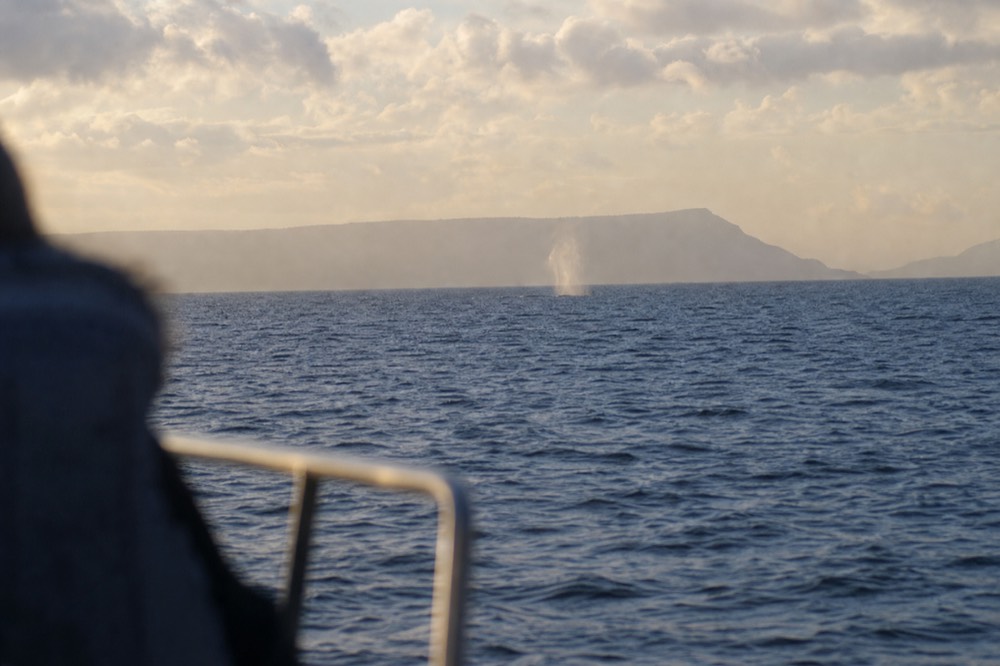 A distant humpback spout catching low winter light across a channel with a hazy island ridge on the far side