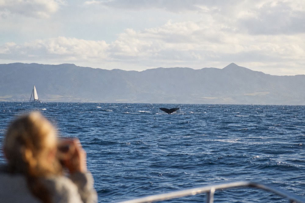 A humpback whale fluke lifting clear of a dark blue channel a long way from the camera, distant island ridgeline hazy in winter afternoon light