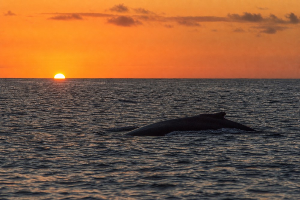 Dark humpback back arching through gold-flecked water at a respectful distance with an empty horizon beyond